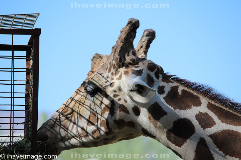 Giraffe feeding at Living Desert