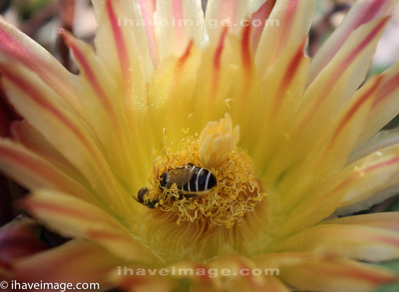 Bee collecting pollen