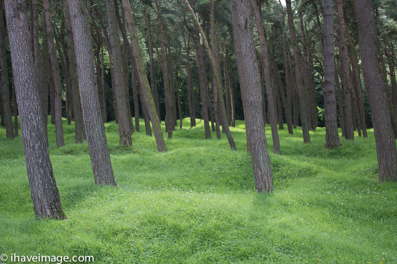 Forest at Vimy Ridge