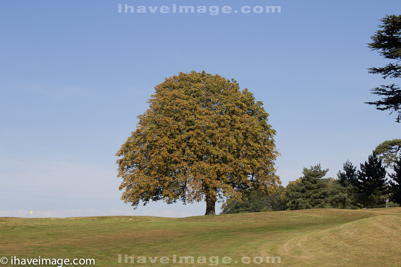 Autumn Tree at Brocket Hall golf course