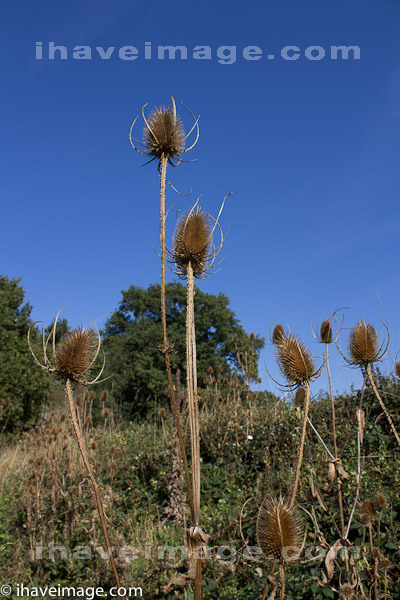 Thistles in the autumn