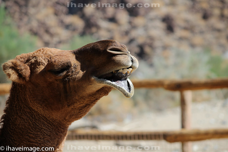 Camel enjoying himself at Living Desert, California