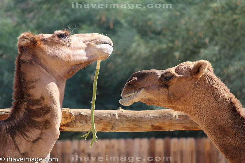 Camels sharing food at Living Desert