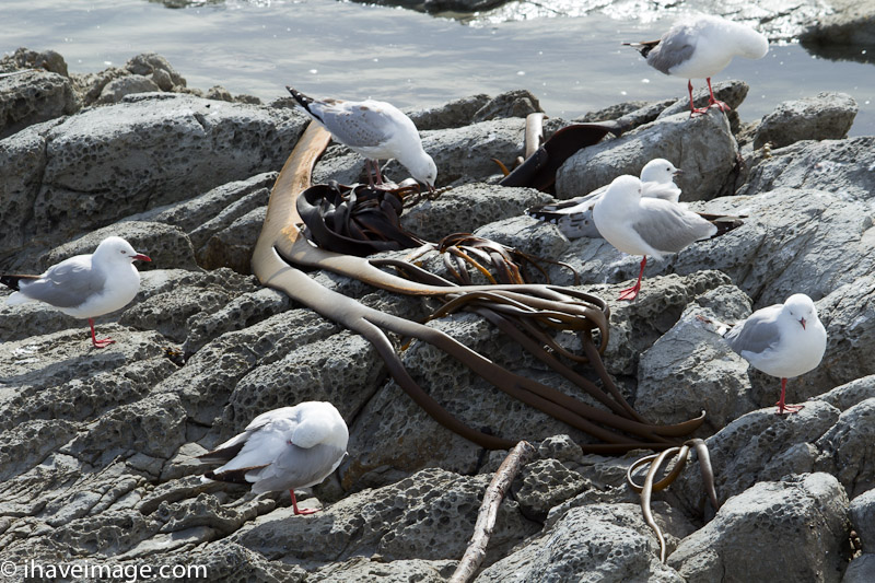 Sea Gulls among the sea weed and rocks
