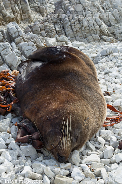 Sleeping seal Kaikoura beach