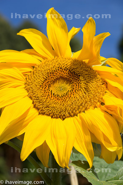 Sunflower in the autumn sun