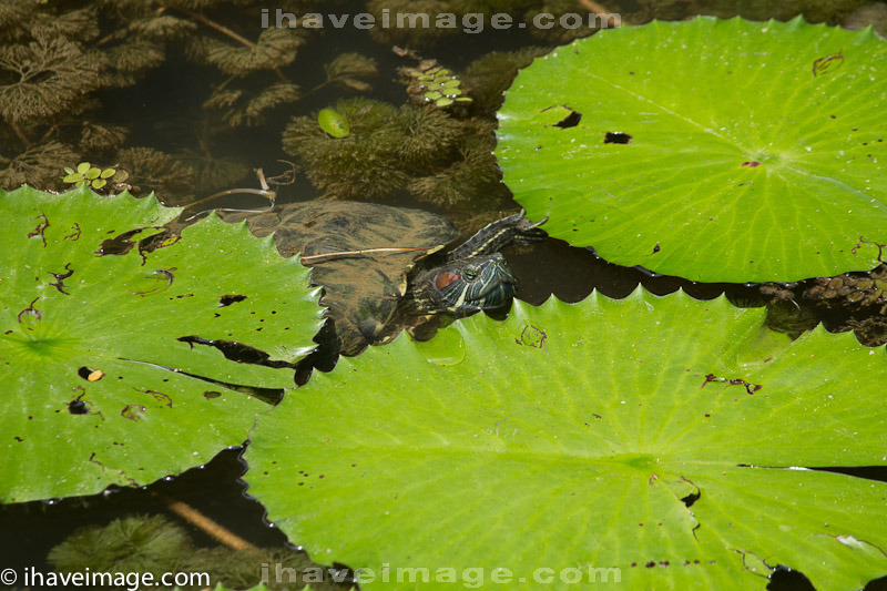 Terapin sunbathing in the water lily pads